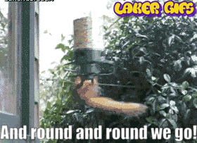 Round And Round We Go Squirrel Lakersgifs Animated Laker Gifs Laker Memes And Laker Smilies And Laker Emoticons
